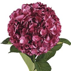 It is also known as Hortensia or Grandmother's Flower.   Hydrangeas can also be tinted and/or painted. These hydrangeas offer the possibilities to create fabulous centerpieces, bouquets, or any floral decor. This shade is perfect for baby showers, themed birthday parties, and other special occasions. #bloomingmore #farmfreshflowers #freshflowers #flowers #flower #farmfresh #farmdirectflowers #farmdirect #bloom #blooms Painted Hydrangea, Beautiful Heart Images, Burgundy Paint, Glass Of Red Wine, Hydrangea Care, Micro Weddings, Small Weddings, Shades Of Burgundy, Types Of Wine