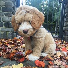 a small brown dog sitting on top of leaves in front of a brick wall and gate