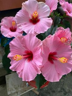 pink flowers are in a pot on the ground