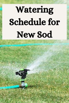 watering schedule for new sod St Augustine Grass Care, Terraced House Living Room, St Augustine Grass, Living Room Terrace, Lawn Care Schedule, Lawn Problems, Date Tips, Lawn Leveling