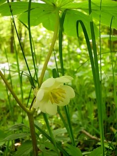 a yellow flower in the middle of some green grass and plants with long thin stems