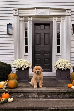 a dog sitting on the steps in front of a house with pumpkins and flowers