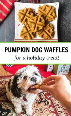 pumpkin dog waffles for a holiday treat with text overlay that reads, pumpkin dog waffles for a holiday treat