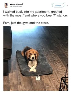 a dog sitting on top of a bed in the middle of a floor next to a chair