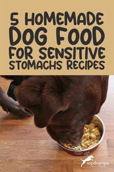 a brown dog eating food out of a bowl on top of a wooden floor with the words 5 homemade dog food for sensitive stomachs recipes