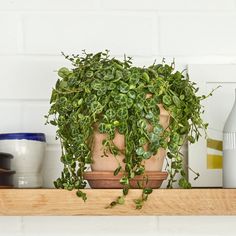 a potted plant sitting on top of a wooden shelf