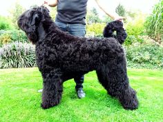 a large black dog standing on top of a lush green grass covered field next to a person