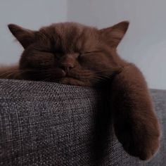 a brown cat sleeping on top of a gray couch with its eyes closed and it's head resting on the arm