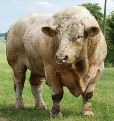 two cows standing in the grass near each other