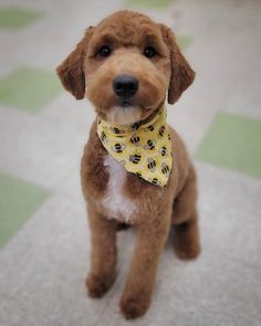 a brown dog with a yellow bow tie sitting on top of a tile floor next to a green and white checkered floor