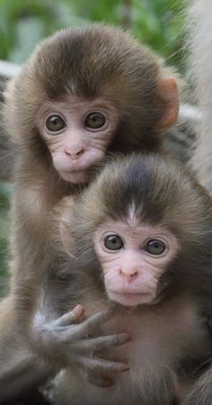 two baby monkeys sitting on top of each other