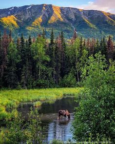 a moose is wading in the water with mountains in the background