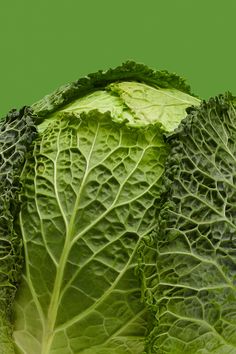 a head of lettuce on a green background