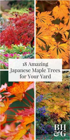 Japanese Maple Tree Landscape, Maple Tree Landscape, Japanese Maple Garden, Bloodgood Japanese Maple, Trees House, Coral Bark Japanese Maple, Japanese Garden Landscape, Landscaping Trees, Japanese Maples