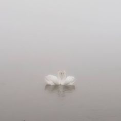 a white swan floating on top of a lake in the foggy day with it's reflection in the water