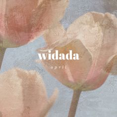 two pink tulips with the words wida on it