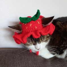 a cat laying on top of a couch wearing a knitted hat with strawberries