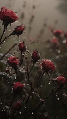 some red flowers with water droplets on them