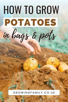 potatoes growing in the ground with text overlay how to grow potatoes in bags and pots