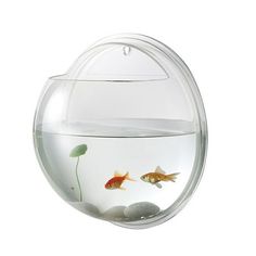 two goldfish in an aquarium with rocks on the bottom and one fish swimming inside