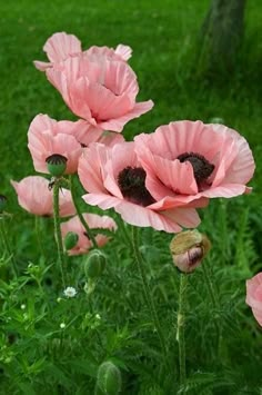 some pink flowers that are in the grass