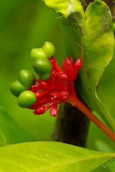 a close up of a red flower on a green leafy plant with water droplets