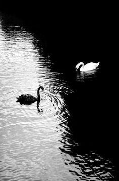 Wallpaper Cantik Iphone, Swan Wallpaper, Trending Pins, Nice Pictures, Cool Wallpapers Art, Minimalist Wallpaper, Black And White Aesthetic, Swan Lake, Nature Aesthetic