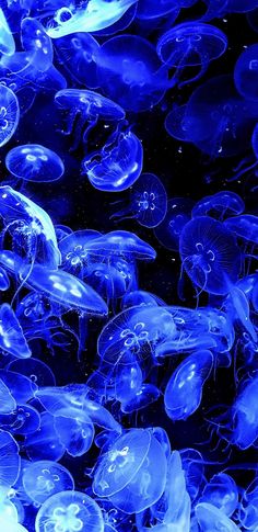 blue jellyfish are floating in the water together and look like they're swimming