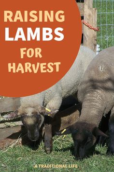 two sheep standing next to each other on top of a grass covered field with the words raising lambs for harvest