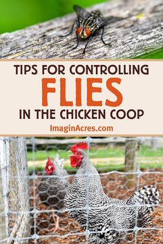 two chickens in a chicken coop with the words tips for controlling flies in the chicken coop