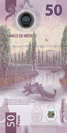 a 50 mexican peso bank note with an image of a frog in the water