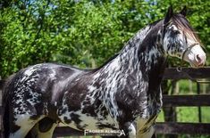 a black and white spotted horse standing in front of a wooden fence with trees behind it