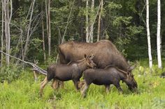 an adult moose and two young elk grazing in the woods