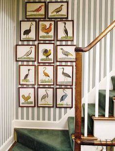 birds are mounted on the wall next to some stairs