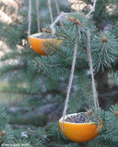 two oranges hanging from the branches of a pine tree with seed balls in them