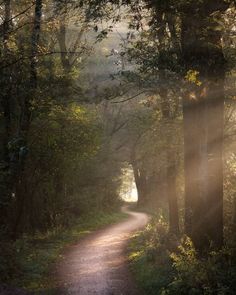 the sun shines through the trees onto a dirt road