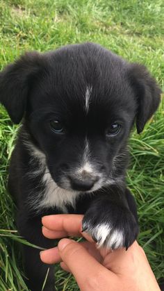 a black and white puppy is being held by someone's hand in the grass