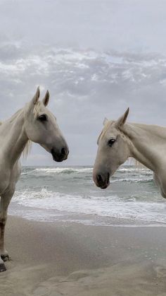 two white horses standing next to each other on a sandy beach near the ocean's edge