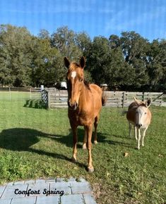 two brown horses standing on top of a lush green field