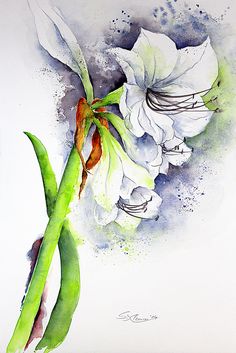 a watercolor painting of white flowers with green stems