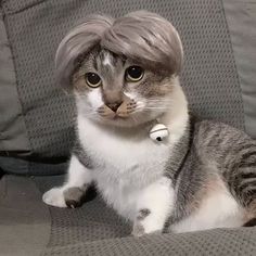 a cat sitting on top of a gray couch wearing a grey and white hair wig