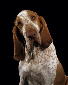 a brown and white dog sitting on top of a black background