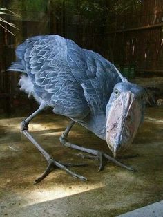 a large bird standing on top of a cement ground