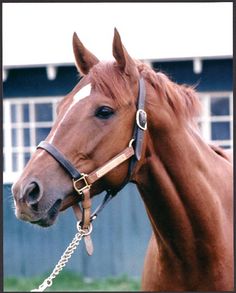 a brown horse wearing a bridle and standing in the grass