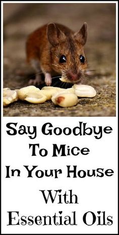 a poster with the words say goodbye to mice in your house with essential oils