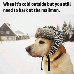 a dog wearing a hat with the words, when it's cold outside but you still need to bark at the mailman