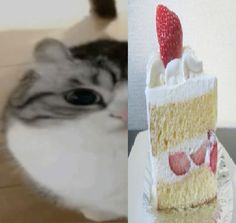 a cat looking at a piece of cake with strawberries on top and another photo of the same slice