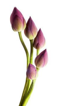 three pink flowers in a vase on a white background