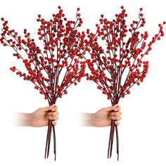 two hands holding red berries in each other's palm, with the stems sprouting out