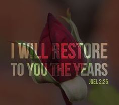 a red rose with the words, i will restore to you the years jol 22